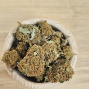 HARLEQUIN - 10 G