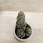 MAGIC MELON - 3 GR
