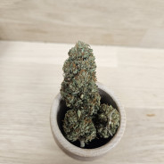 MAGIC MELON - 10 GR