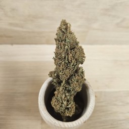 GORILLA GLUE - 10 GR