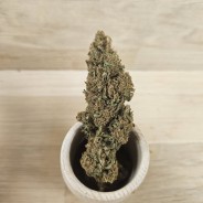 GORILLA GLUE - 20 GR