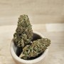 ORANGE PUNCH - 5 G